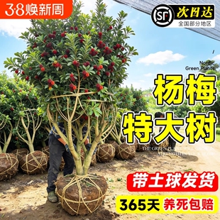 正宗嫁接东魁杨梅树苗特大果树仙居嫁接苗庭院阳台种植带土球结果