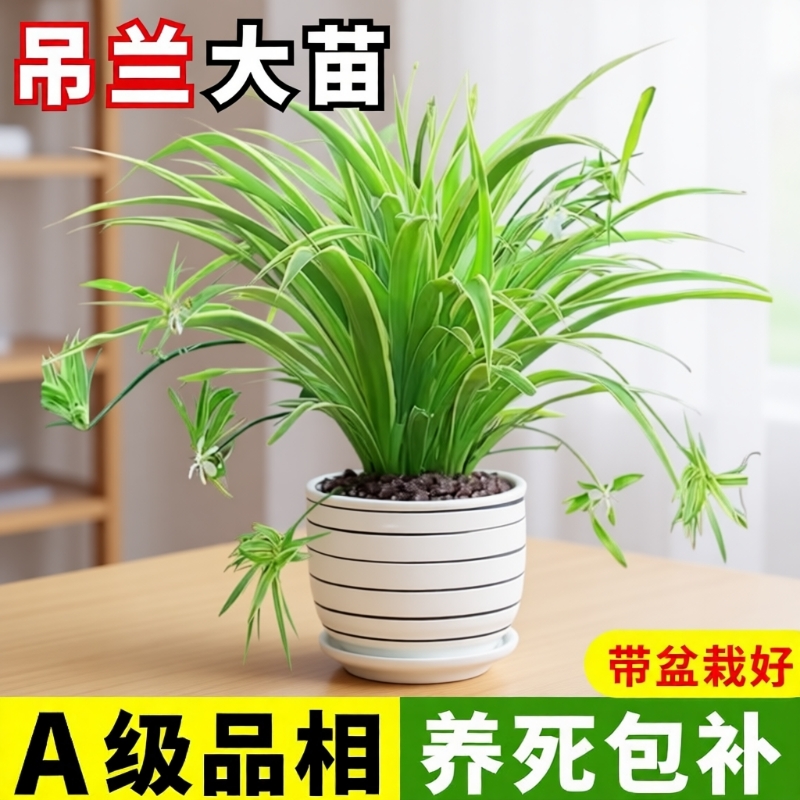 金边吊兰盆栽花卉植物室内垂吊好养绿植四季常青水培净化空气客厅