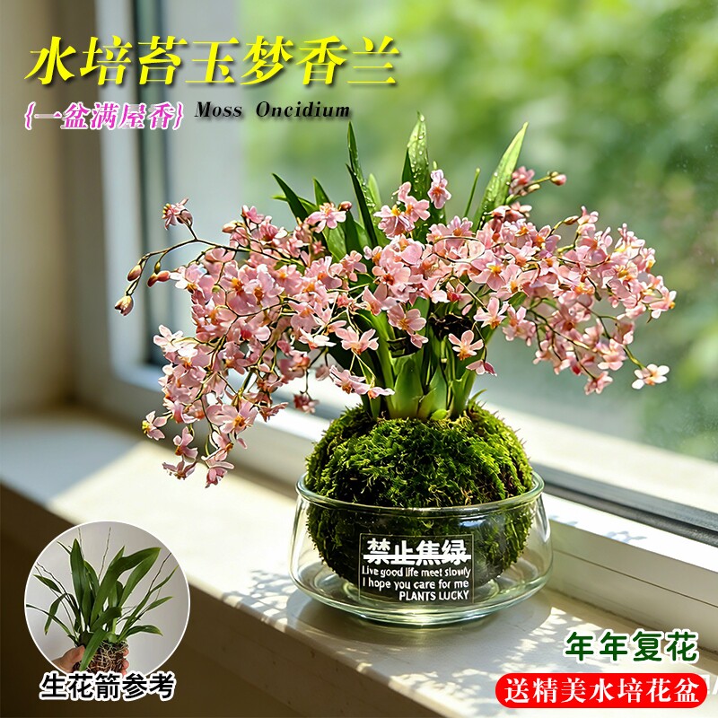 水培梦香水文心兰花苗带花剑室内懒人好养浓香盆栽花卉多肉绿植