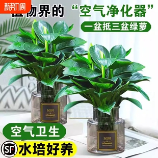 金钻绿公主盆栽带花苞绿箩萝水培植物办公室内花卉绿植四季好养活