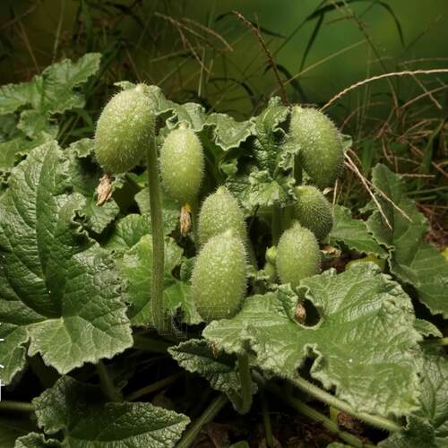 时五六 喷射黄瓜种子  喷瓜种子  用蛭石催芽