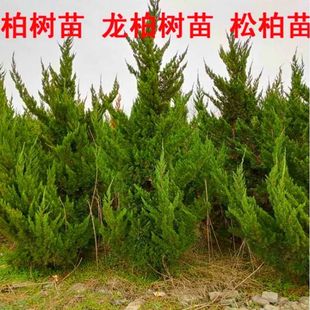 龙柏小苗 风景柏树苗小龙柏 园林绿化工程苗龙柏树苗家庭四季常青