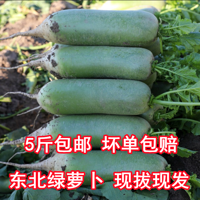 东北绿萝卜青萝卜新鲜绿萝卜辣青皮萝卜水果萝卜沙窝萝卜5斤包邮,水产肉类/新鲜蔬果/熟食,萝卜/胡萝卜,淘宝优惠券,粉丝福利购,淘宝优惠卷