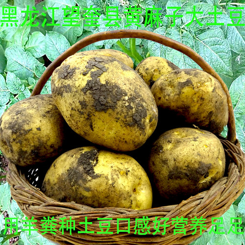 东北黄麻子土豆马铃薯黄心包邮