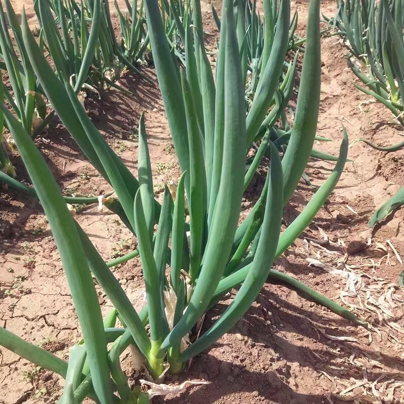 东北发芽葱大葱农家蔬菜小香葱新鲜蘸酱菜饭包葱产地直发葱叶包饭