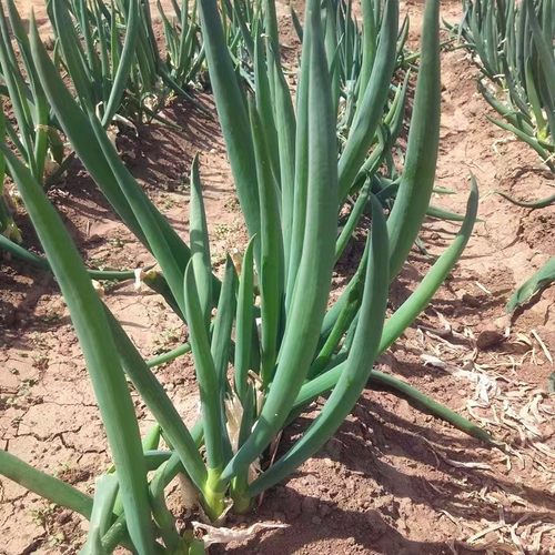 东北大葱发芽葱小香葱饭包葱包邮