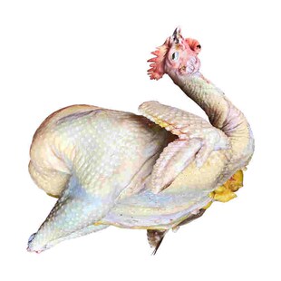 农家2年老母鸡1只土鸡走地鸡笨鸡草鸡柴鸡月子鸡活鸡现杀喂南瓜鸡