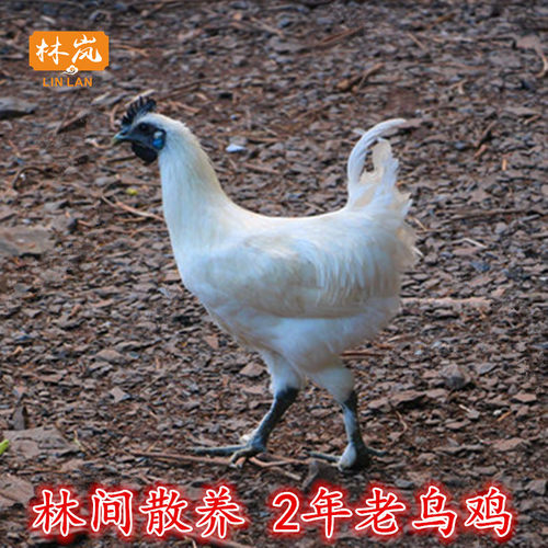 老乌鸡新鲜现杀顺丰发货