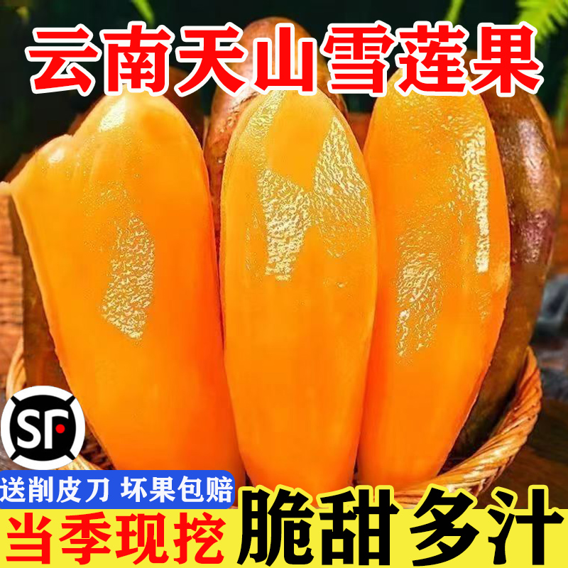 云南雪莲果新鲜水果红心雪莲果