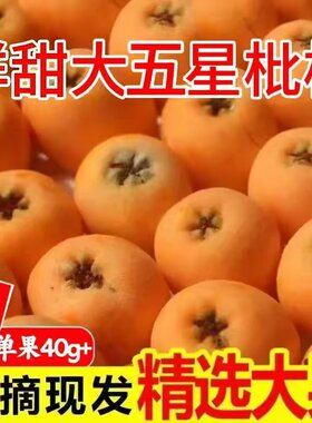 枇杷鲜果新鲜当季水果大五星枇杷整箱现摘特级琵琶果四川米易枇杷
