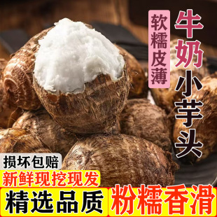 正宗云南牛奶小芋头新鲜现挖农家自种当季 牛奶芋头香甜软糯小芋头
