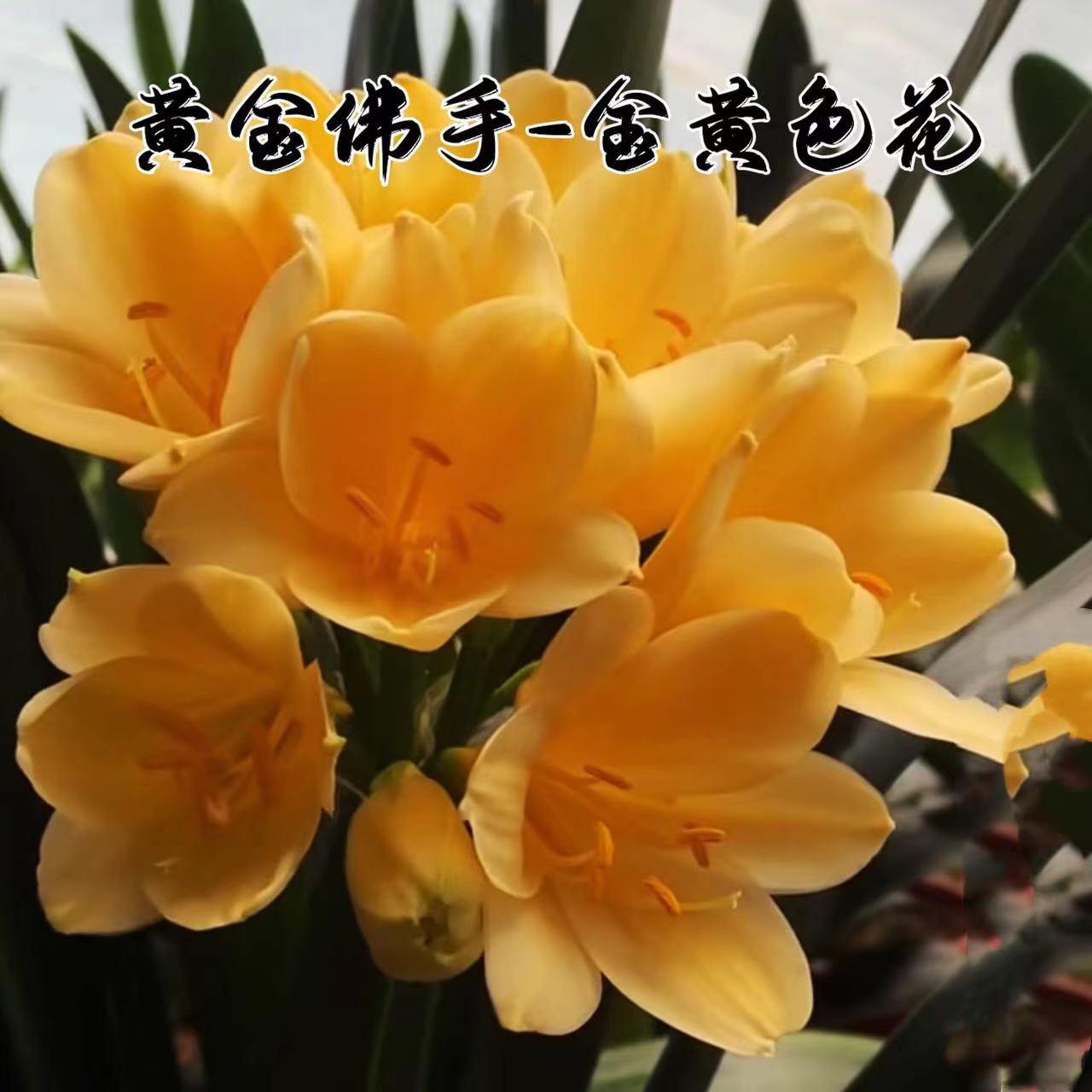 精品君子兰黄花大小苗阳台盆栽花卉观花植物室内招财旺宅绿植桌摆