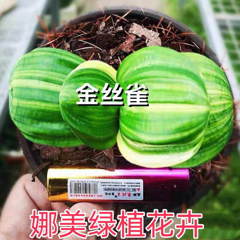 娜美君子兰精品金丝雀兰彩兰圆头短叶和尚福伦鸳鸯一线天高档盆栽