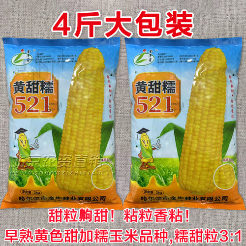 金牛星黄糯甜521糯玉米种子
