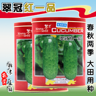 翠冠红一品灌装黄瓜种子 高产抗病水果黄瓜蔬菜籽 短棒型 春秋播
