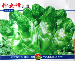 神女峰儿菜种子 早熟抱子芥娃娃菜胖儿菜阳台盆栽蔬菜籽 脆嫩耐寒