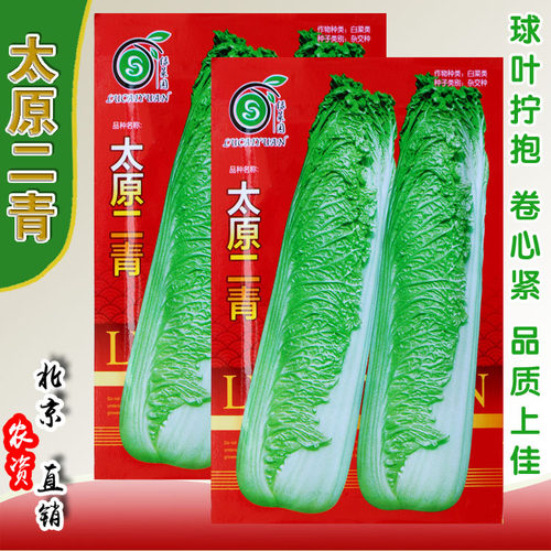 太原高产抗病耐储存风味大白菜