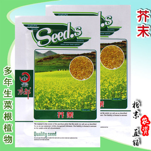 芥茉种子 阳台种菜盆栽庭院蔬菜种子四季播绿芥末辣根山葵籽味浓