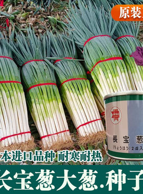 长宝葱种子进口品种耐热耐寒