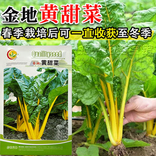叶用黄甜菜种子金叶甜菜种子籽春季播种食用营养高四季播阳台盆栽