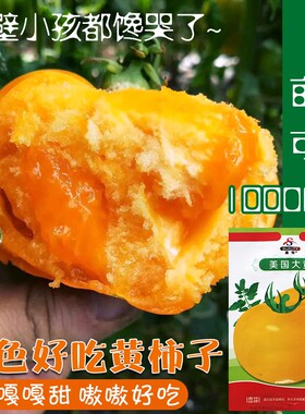 番茄种子东北大黄柿子种籽西红柿种孑沙瓤春季蔬菜菜籽黄色大果种