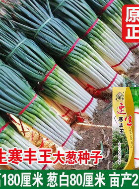 速生寒葱状元大葱种子 抗病耐寒高白铁杆山东章丘巨葱大葱种子籽