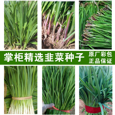 套餐白根细叶多次收割韭菜种子