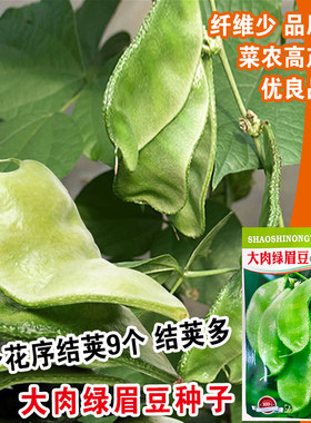 春季猪耳朵绿扁豆青眉庭院爬藤