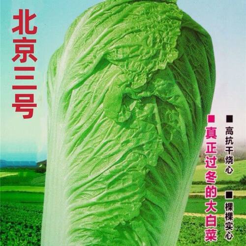 北京三号大白菜种子高产秋季冬季