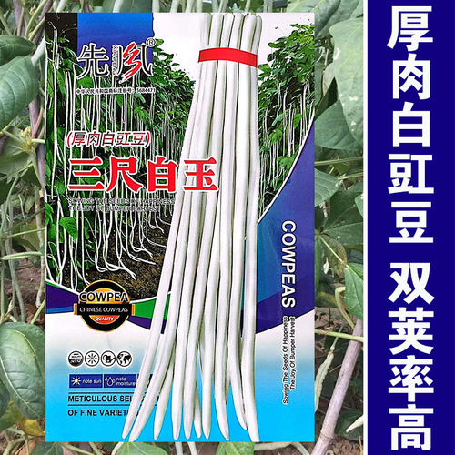 三尺白玉厚肉白豇豆种子