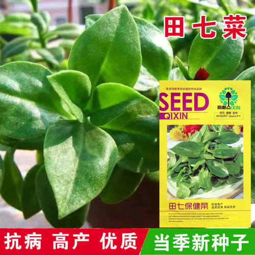 食用适应性强高产基地种子