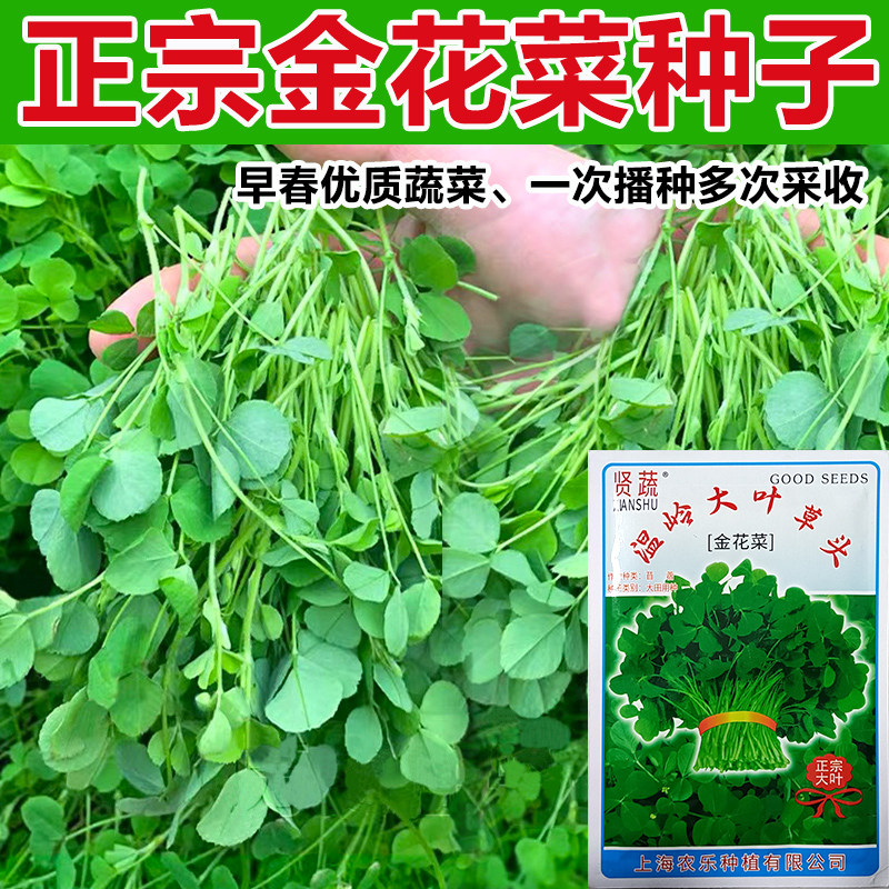 金花菜种子上海草头种籽大叶黄花草头种菜籽三叶草秋季播菜种孑