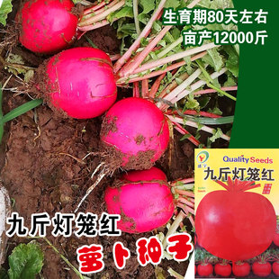 东北大红萝卜种子圆形大红丰白肉大红袍红丰秋季播种田园种籽种孑