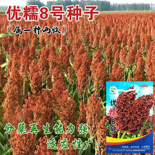 8号高粱种子酿酒高产种孑