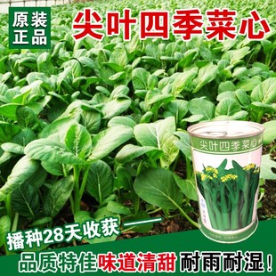 菜心种子增城迟菜心菜苔连州四九油青尖叶甜菜心盆栽四季播蔬菜孑