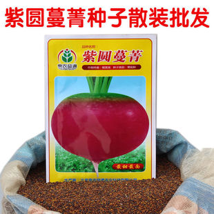 蔬菜种子紫圆蔓菁种籽圆根盘菜芜菁种孑家庭菜园种植菜籽