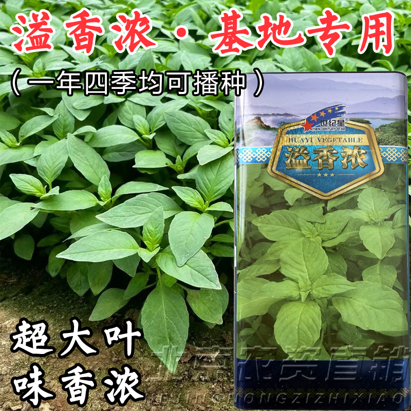 基地用超大叶荆芥种子特大叶