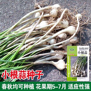 金农小根蒜种子野韭葱野葱野蒜籽种阳台盆栽蔬菜种籽山蒜大脑瓜孑