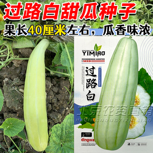 老品种菜瓜种子籽白皮青皮过路白长酥瓜甜瓜香瓜高产瓜果蔬菜种孑