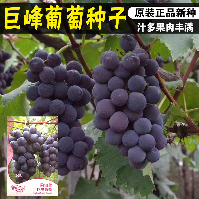 巨丰葡萄种籽盆栽果树蔬菜 葡萄种孑结果葡萄种 提子花卉种子种孑