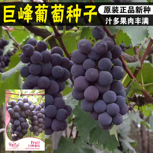 巨丰葡萄种籽盆栽果树蔬菜 葡萄种孑结果葡萄种 提子花卉种子种孑