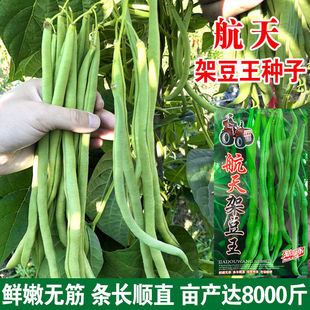 航天架豆王种子无筋豆四季豆种籽泰国架豆籽高产长豆角种孑春秋季