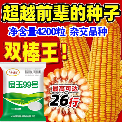 良玉99号玉米种子大田基地种植