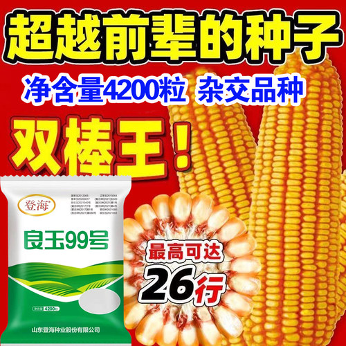 良玉99号玉米种子大田基地种植