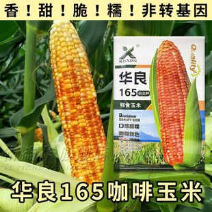 咖啡香甜糯玉米种子春秋大田蔬菜种孑水果黑白黄甜糯玉米种籽包谷