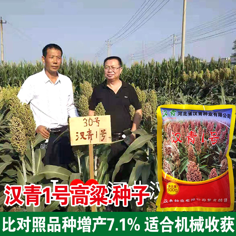 大田高产抗旱优质高粱