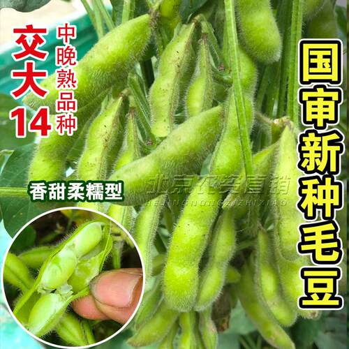 早熟毛豆种籽黄豆早毛豆高产菜大荚型国审毛豆特大夏季蔬菜孑