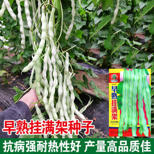 早熟挂满架豆角种子超级九粒白架豆种籽摘不败白豆角白不老籽高产