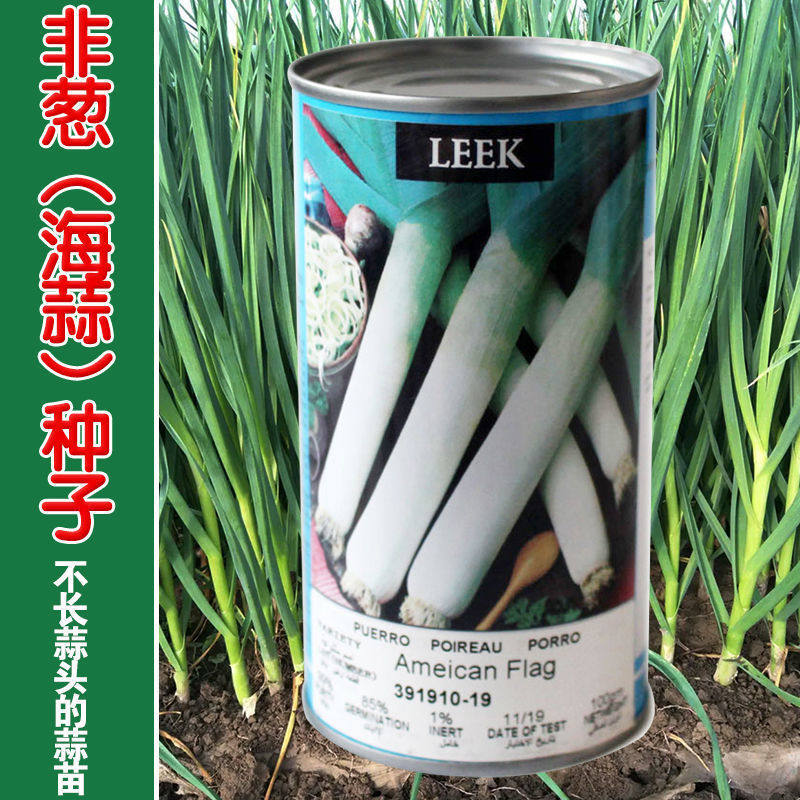 美国大肉西蒜洋大蒜苗种子西洋蒜薹种籽洋蒜苗大田高产抗病蔬菜孑