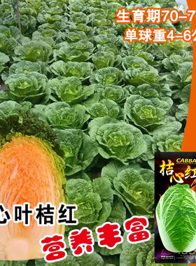 橘红心大白菜种孑春秋季桔色
